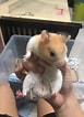 Image result for Hamster Geslacht. Size: 77 x 106. Source: www.hamstersociety.sg