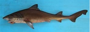 Image result for "iago Omanensis". Size: 295 x 106. Source: www.sharkwater.com