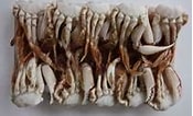 Image result for "ovalipes Punctatus". Size: 175 x 106. Source: www.21food.com