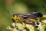 Image result for Arcyptera fusca. Size: 158 x 106. Source: www.enciclopedie.info