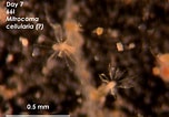 Image result for cellulari a. Size: 152 x 106. Source: akiko-invertebrates.weebly.com