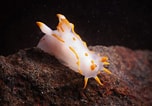 Afbeeldingsresultaten voor Blue and white Sea slug. Grootte: 152 x 106. Bron: www.mcsuk.org