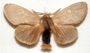 Afbeeldingsresultaten voor Leptomithrax edwardsii. Grootte: 179 x 106. Bron: lepidoptera.butterflyhouse.com.au