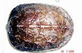 Afbeeldingsresultaten voor "haliscera Conica". Grootte: 163 x 106. Bron: www.researchgate.net