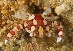 Image result for "lissocarcinus Laevis". Size: 150 x 106. Source: www.ryanphotographic.com