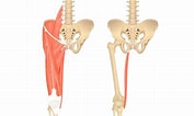 Afbeeldingsresultaten voor Musculus Gracilis Gray's Anatomy. Grootte: 177 x 106. Bron: mydiagram.online