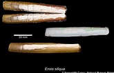 Image result for "ensis Siliqua". Size: 165 x 106. Source: naturalhistory.museumwales.ac.uk