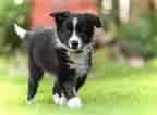 Image result for Border Collie. Size: 144 x 106. Source: animalia-life.club