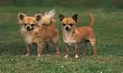 Image result for Chihuahua. Size: 177 x 106. Source: www.britannica.com