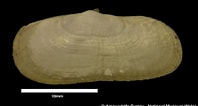 Image result for "solecurtus Scopula". Size: 198 x 106. Source: naturalhistory.museumwales.ac.uk