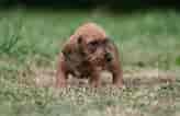 Image result for Gravhunde hvalpe. Size: 164 x 106. Source: www.hundegalleri.dk