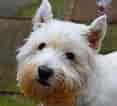 Billedresultat for West Highland White Terrier Adult. størrelse: 117 x 106. Kilde: hondenpassie.nl