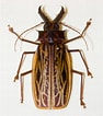 Image result for "tholospira cervicornis". Size: 94 x 106. Source: www.flickriver.com