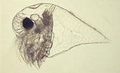 Image result for "evadne Spinifera". Size: 175 x 106. Source: www.cladocera.de
