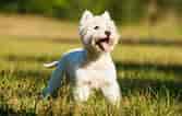 Image result for West Highland White Terrier. Size: 167 x 106. Source: be.chewy.com