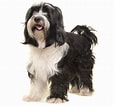 Image result for Tibetansk Terrier. Size: 114 x 106. Source: www.purina.co.nz