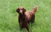 Image result for Flat Coated Retriever. Size: 167 x 106. Source: www.thesprucepets.com