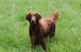 Image result for Flat Coated Retriever Brun. Size: 164 x 106. Source: www.thesprucepets.com