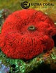 Image result for Scleractinia. Size: 81 x 106. Source: ultracoralaustralia.com
