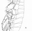 Image result for "bathyporeia Pilosa". Size: 108 x 106. Source: www.researchgate.net
