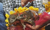 Frog married Pallipudupet 的圖片結果. 大小：173 x 106。資料來源：topyaps.com