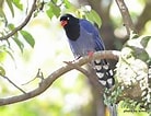 Image result for 台灣野鳥網路圖鑑. Size: 138 x 106. Source: today.to