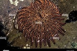 Image result for "heliaster Hexagonium". Size: 160 x 106. Source: www.alamy.com