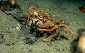 Image result for "hyas Coarctatus". Size: 168 x 106. Source: www.sciencephoto.com