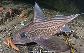 Image result for "chimaera Monstrosa". Size: 167 x 106. Source: www.sharksandrays.com