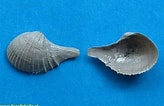 Image result for "cardiomya Costellata". Size: 164 x 106. Source: www.fossilshells.nl