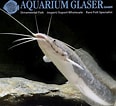 Image result for Clarias gariepinus. Size: 116 x 106. Source: www.pinterest.co.uk