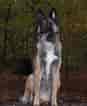 Image result for Belgisk hyrdehund. Size: 87 x 106. Source: www.hundegalleri.dk