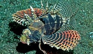 Afbeeldingsresultaten voor Scorpaenidae Anatomie. Grootte: 183 x 106. Bron: fishesofaustralia.net.au