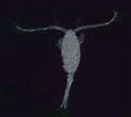 Image result for Metridia lucens Geslacht. Size: 118 x 106. Source: www.zooplankton.no