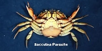 Image result for "sacculina Atlantica". Size: 210 x 106. Source: societyofbiologyblog.org
