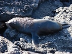 Image result for Galapagos Zeebeer. Size: 142 x 106. Source: diertjevandedag.be