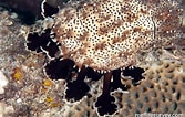 Image result for "bohadschia Graeffei". Size: 167 x 106. Source: reeflifesurvey.com