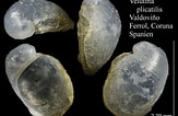 Image result for Velutina plicatilis Verwante Zoekopdrachten. Size: 163 x 106. Source: www.marinespecies.org