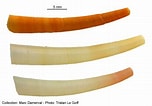 Image result for "dentalium Entalis". Size: 152 x 106. Source: www.marevita.org