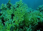 Image result for Fire Coral Species. Size: 148 x 106. Source: marinelifepr.blogspot.com