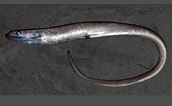 Afbeeldingsresultaten voor SYNAPHOBRANCHIDAE. Grootte: 172 x 106. Bron: fishesofaustralia.net.au