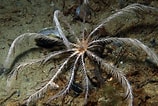 Afbeeldingsresultaten voor "antedon Petasus". Grootte: 158 x 106. Bron: www.unterwasser-welt-ostsee.de