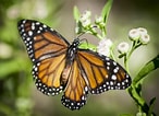 Image result for Butterflies. Size: 146 x 106. Source: photostockeditor.com