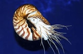 Image result for "lithelius Nautiloides". Size: 163 x 106. Source: www.pinterest.jp