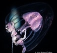 Image result for "merga Violacea". Size: 113 x 106. Source: www.marinespecies.org