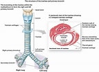 Image result for Human Trachea Anatomy. Size: 144 x 106. Source: medika.life