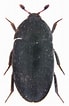 Image result for "oligopus Ater". Size: 69 x 106. Source: insectes-nuisibles.cicrp.fr