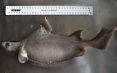 Image result for "oxynotus Bruniensis". Size: 170 x 106. Source: shark-references.com