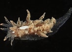 Afbeeldingsresultaten voor "janolus Hyalinus". Grootte: 147 x 106. Bron: www.aphotomarine.com