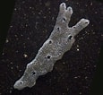 Image result for "diplosoma Listerianum". Size: 115 x 106. Source: www.beachexplorer.org